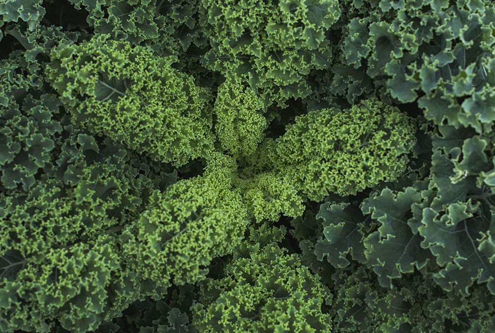 Ekologisk grönkålsbild fotat nära planta i grönskålsfält